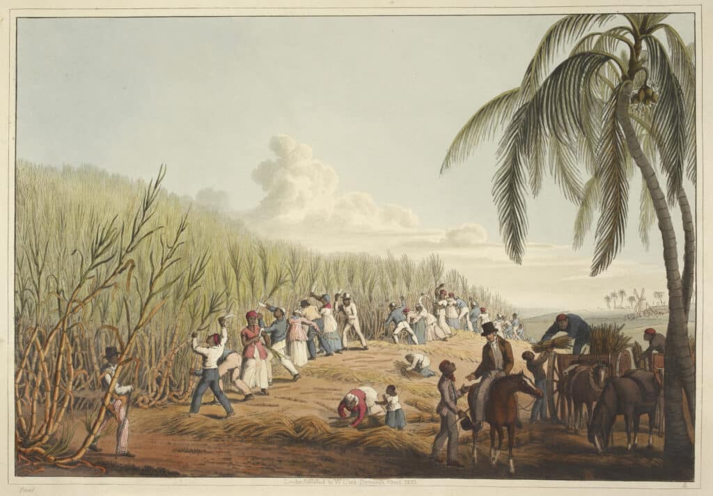 Escravos cortando a cana-de-açúcar, placa IV da série “Ten Views in the Island of Antigua” de William Clark, Londres, 1823. Escravos cortando a cana-de-açúcar, placa IV da série “Ten Views in the Island of Antigua” de William Clark, Londres, 1823.