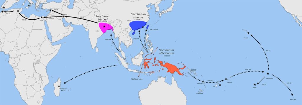 Origem e propagação da cana-de-açúcar pelo mundo. Origem e propagação da cana-de-açúcar pelo mundo.