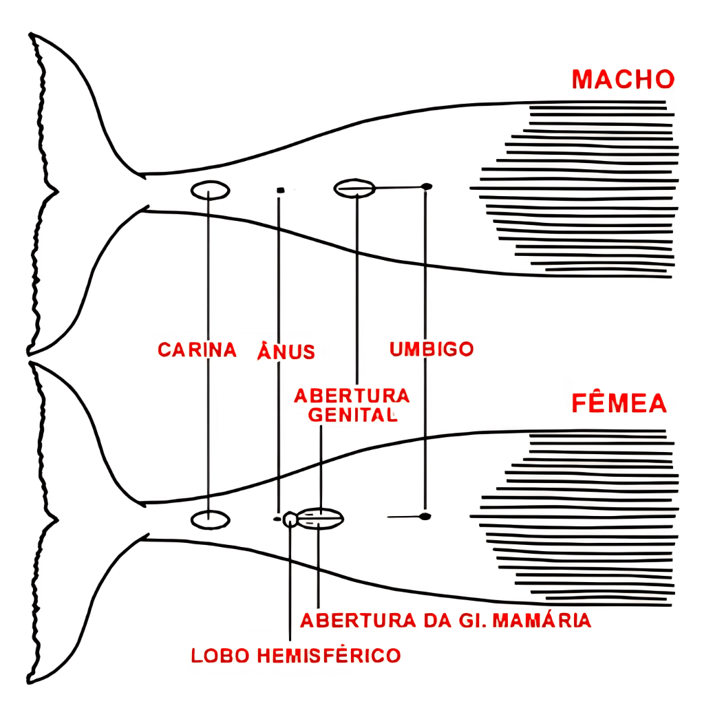 Anatomia da Baleia Jubarte Anatomia da Baleia Jubarte