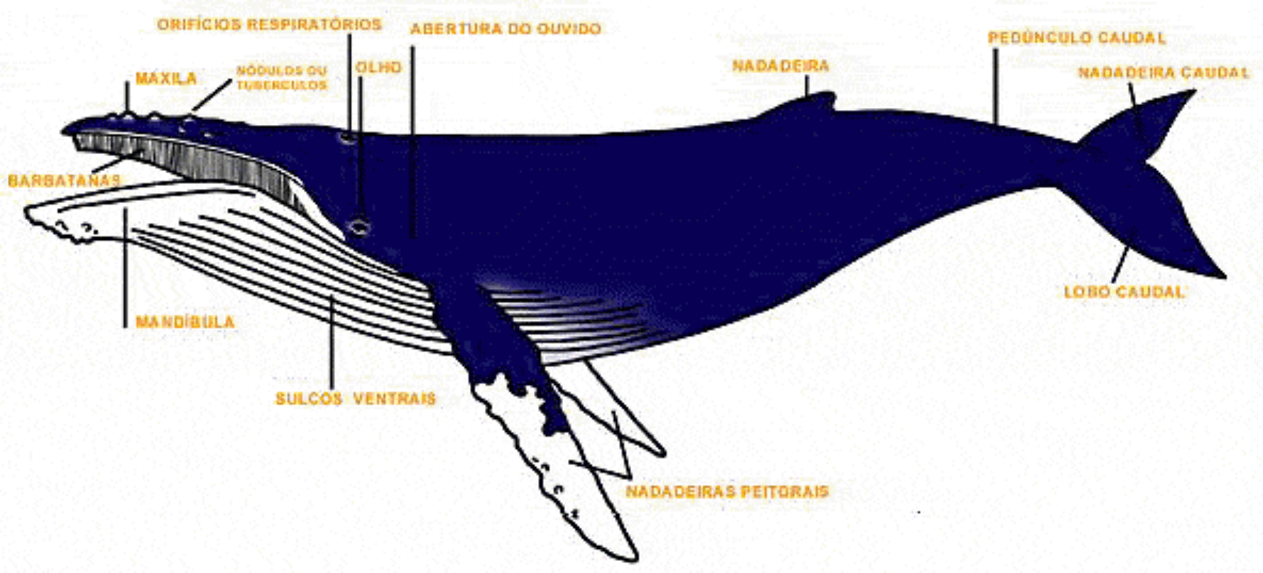 Anatomia da baleia Jubarte Anatomia da baleia Jubarte