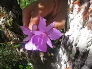 Orquídea (Adamantinia miltonioides)