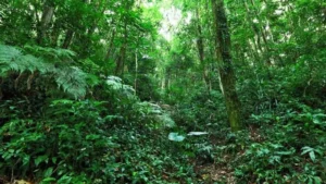 Paisagem da zona da Mata no nordeste