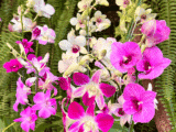 Orquídea Denphal