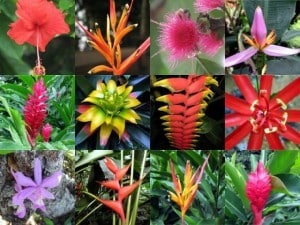Flores tropicais nordeste do Brasil