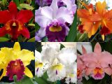 orquidea cattleya