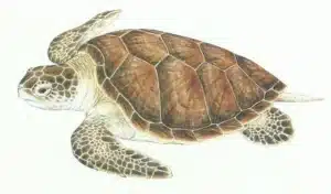 Tartarugas Marinhas