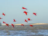 Parnaíba Delta: Biodiversity and Ecotourism Hub