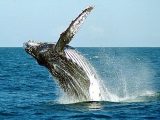 Abrolhos é o berço das Baleias Jubarte