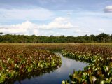 Guia Turístico do Pantanal Baiano — Jaguaripe (BA) | Manguezais, Pesca e Passeios
