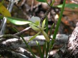 Orchids of the Chapada Diamantina in Bahia