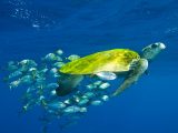 5 espécies de tartarugas marinhas encontradas no Brasil