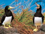 Atol das Rocas - Origem, Biologia, Clima e Naufrágios
