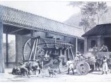 História da cana-de-açúcar na colonização do Brasil