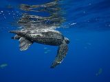The Tamar Project and turtle conservation