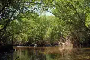 Trilha do Caranguejo Uçá em Barra do Camaratuba PB