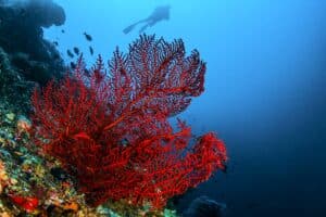 Coral Vermelho da Sardenha, Italia