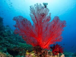 Coral Vermelho do Mediterraneo