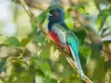 Birds found in the Chapada Diamantina: Exotic Species
