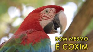 Conheça a cidade de Coxim - Mato Grosso do Sul