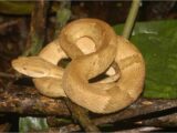 Jararaca-ilhoa: Curiosidades sobre la serpiente endémica